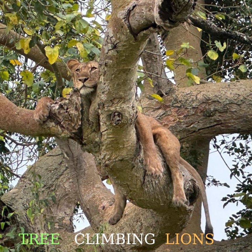 MondUganda's tweet photo. Did you know that Uganda is home to the extraordinary phenomenon of tree-climbing lions?  
Embark on a journey with us to Queen Elizabeth National Park, where the savannah meets the trees, providing a unique habitat for these remarkable lions. 
#TreeClimbingLions #UgandaSafari https://t.co/VwfTv4szvL
