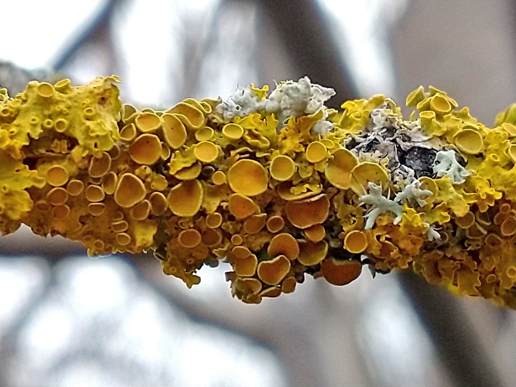 What's hot , sticky and covered in fungal residue ...... Whoaa!! Keep it clean (no pun intended) it's #hotsticksaturday 😁 #fungi #lichen #lichenology #SaturdayVibes #winter #nature #wildlife