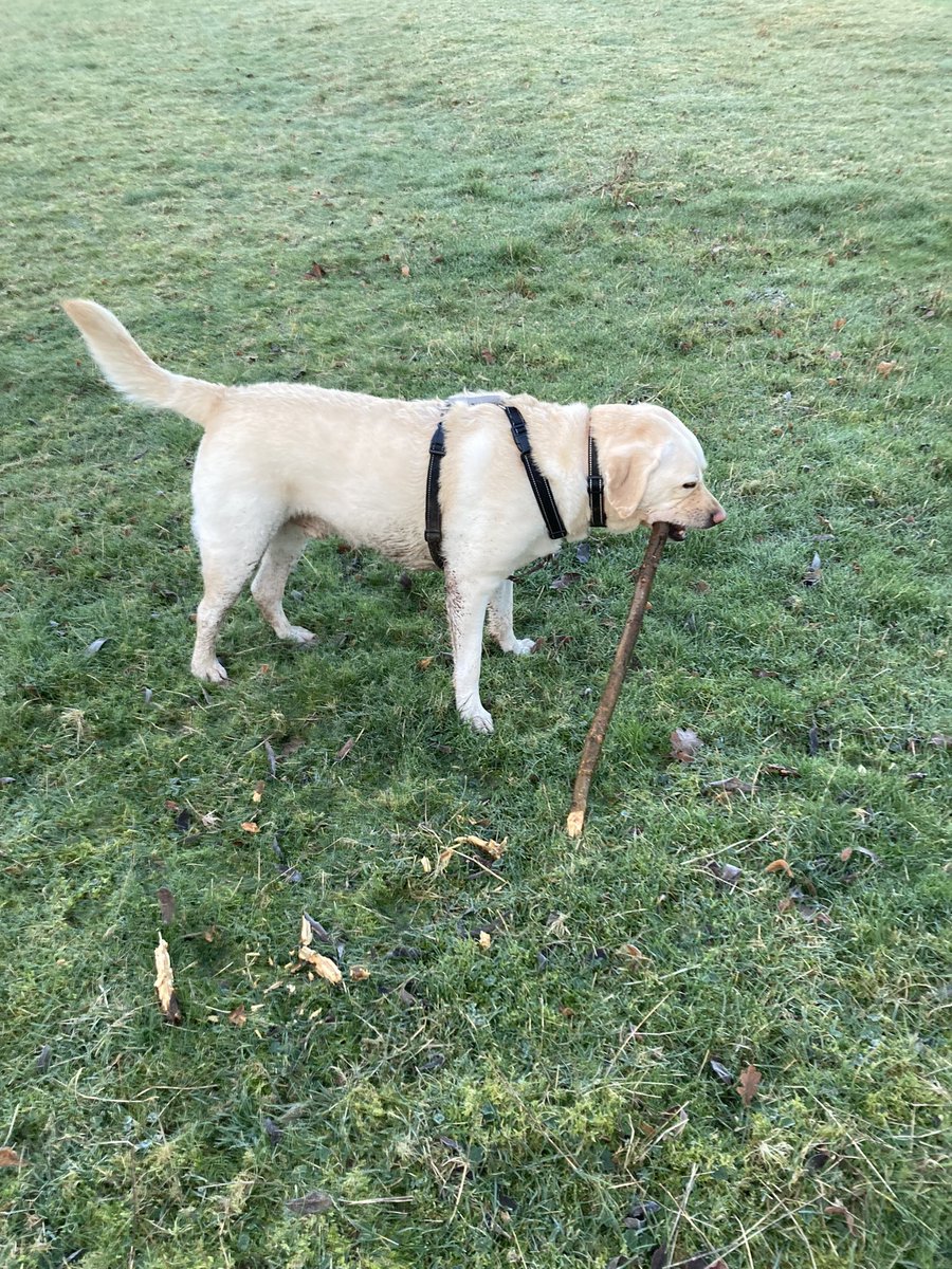 It’s stick Saturday pals and I found a good one.  Send me your pictures of your best stick !! #sticksaturday #dogsoftwitter #dogsofx