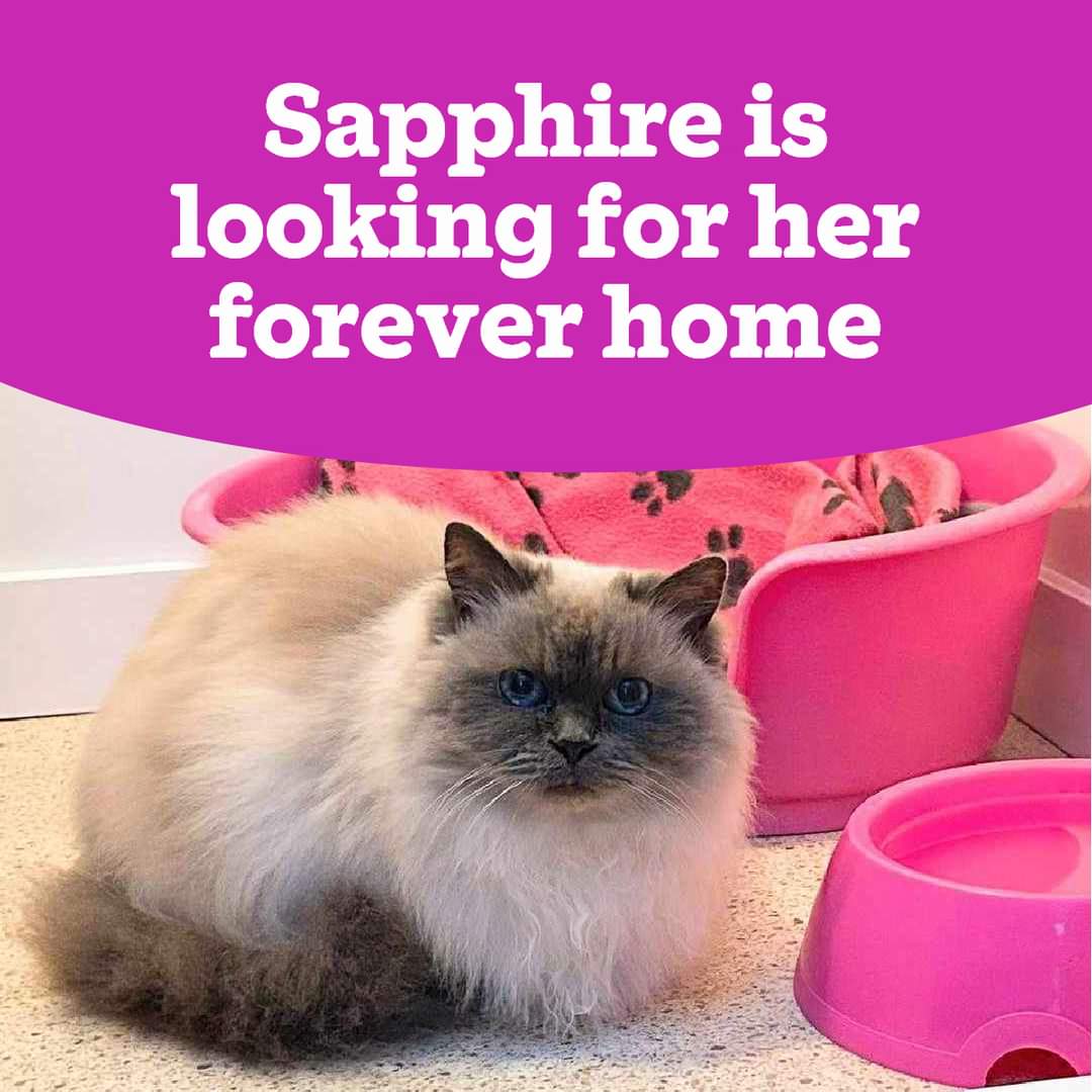 💜ADOPTION APPEAL💜

Sweet Sapphire is looking for a new home after her owner sadly passed away. 😥 

Could that be with you? #sussex #caturday #midsussex #adoptme

bit.ly/41Ld40O