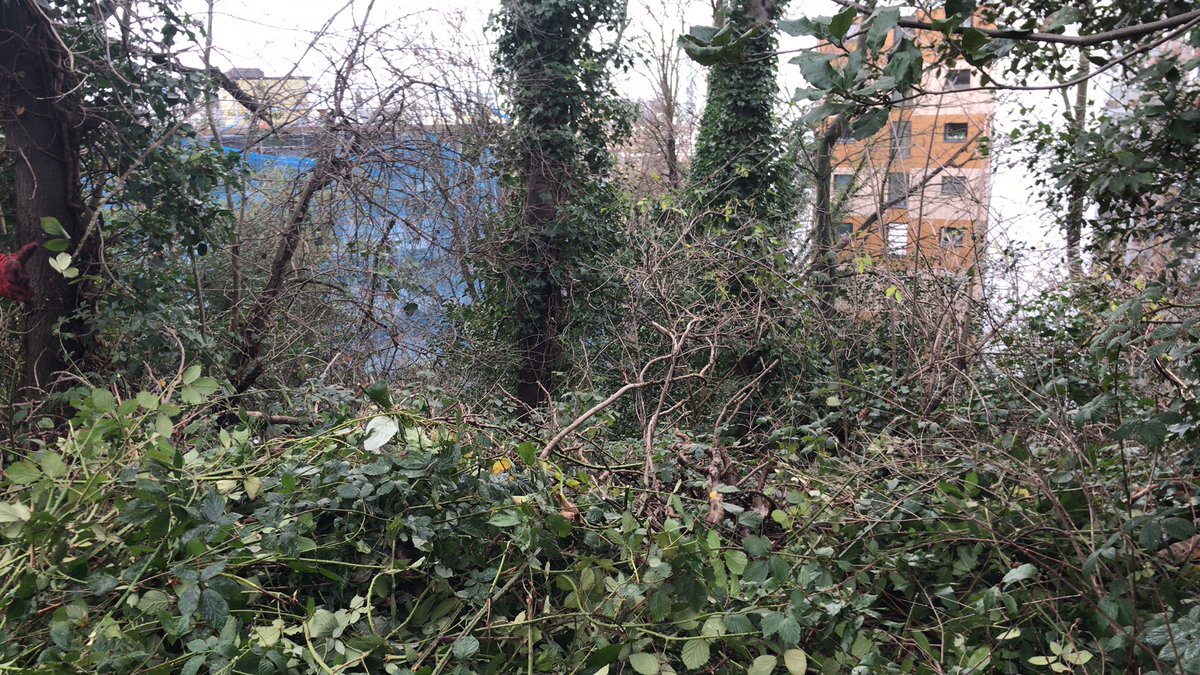 Good  morning everyone!  Don't forget that tomorrow, Sunday the 7th of  January, is the first Westcombe Woodlands volunteer morning of 2024!  As  usual, our meeting point will be at the new gate at the western end of  the Seren Park car park at about 9.50am.