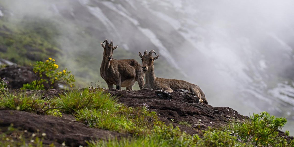 #TamilNadu Launches First #PilotStudy To Count #NilgiriTahr Population timelinedaily.com/india/tamil-na…