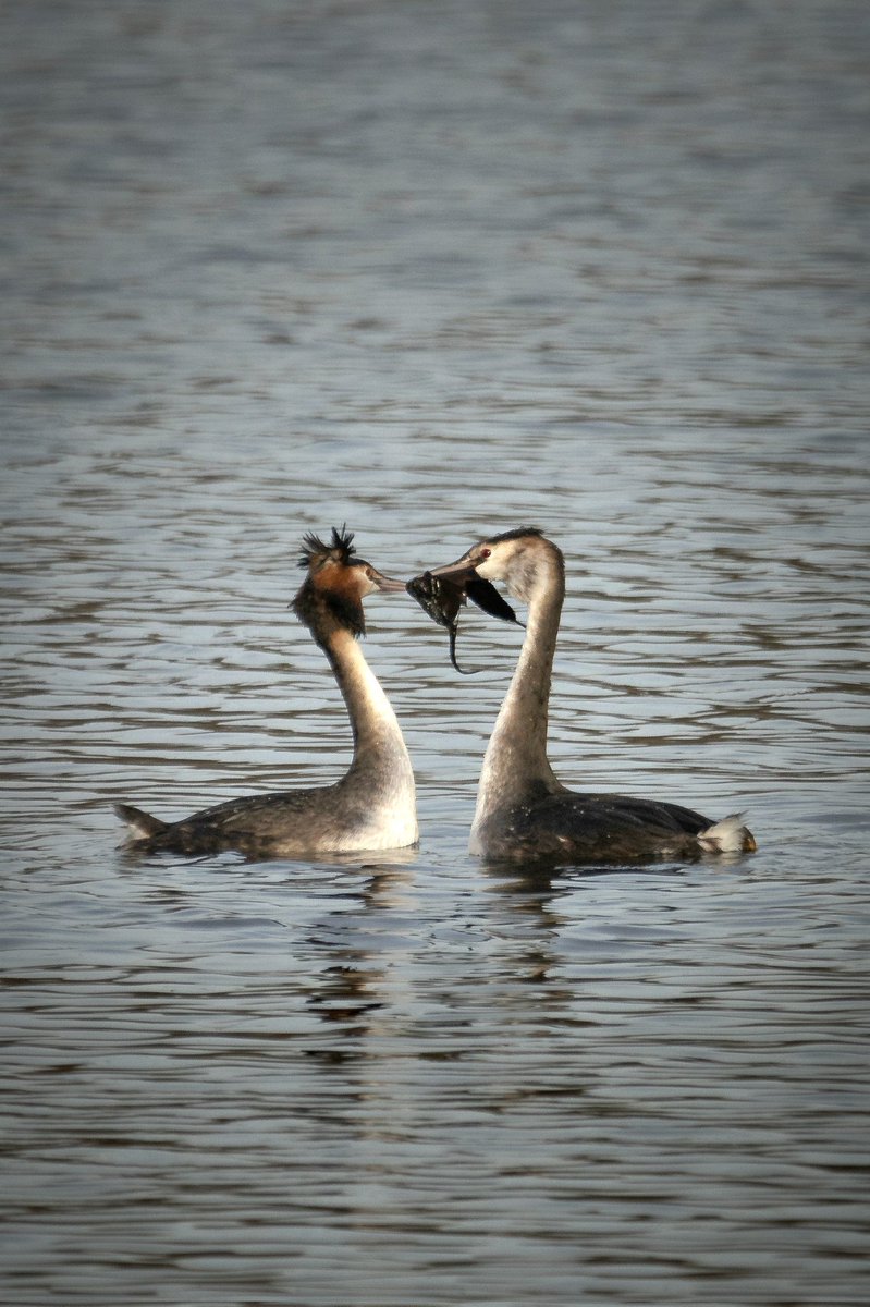 Love is in the air ❤️ Four days into the new year, and these stunning Great crested grebes (Podiceps cristatus) already started practicing their weed ceremony! Happy new year everyone! 🐦🌳🐞🌼🦋🐛🦊💚 #birds #BirdsSeenIn2024 #wildlife #naturelovers #love #nature