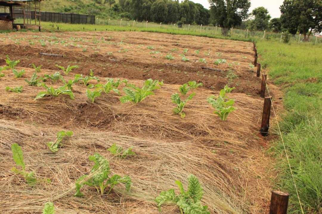 Vegetable demo plots at our Climate Adaptation and learning center, Mbuye Pri Sch Rakai.