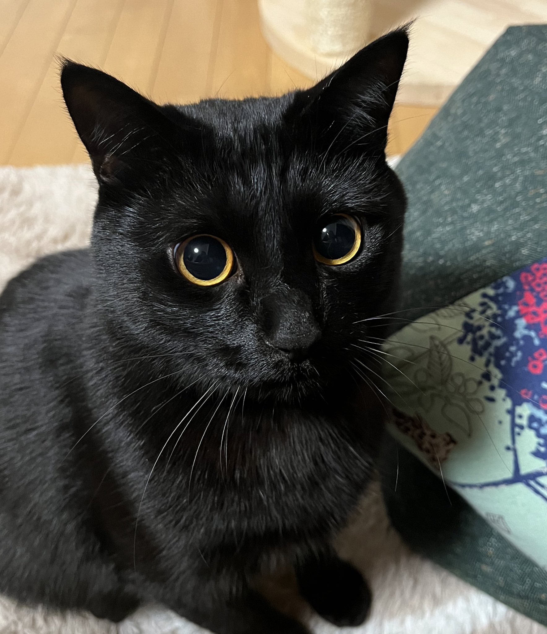 ぐりくま　ぐりねこ うに3才 on X: 
