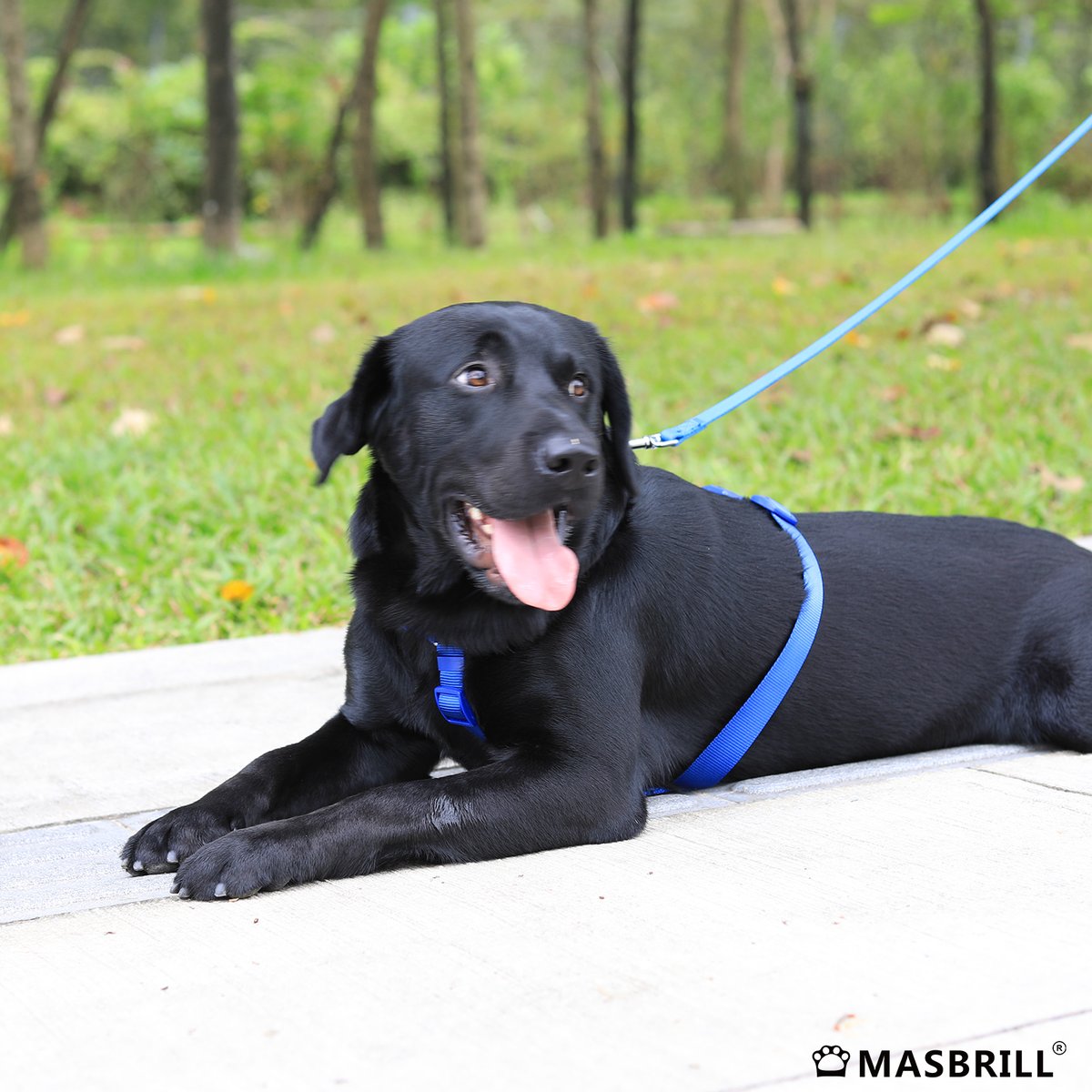 Masbrill_World's tweet photo. Big doggo rocking the #Masbrill blue harness, grinning from ear to ear! ππΎ
https://t.co/nrwsmUoVZx
#Pets #pet #petportrait #petfriendly #petsupplies #petsuppliesplus #petsupply #petsupplier #petsupport #dog #dogs #doglover #doglife #puppys #puppylove #puppylife #puppytraining https://t.co/XaWdWJMOw1