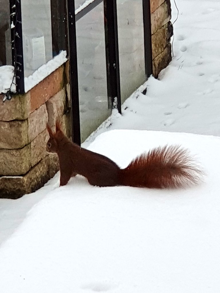 lu_eder's tweet image. Flausch im Garten Eder