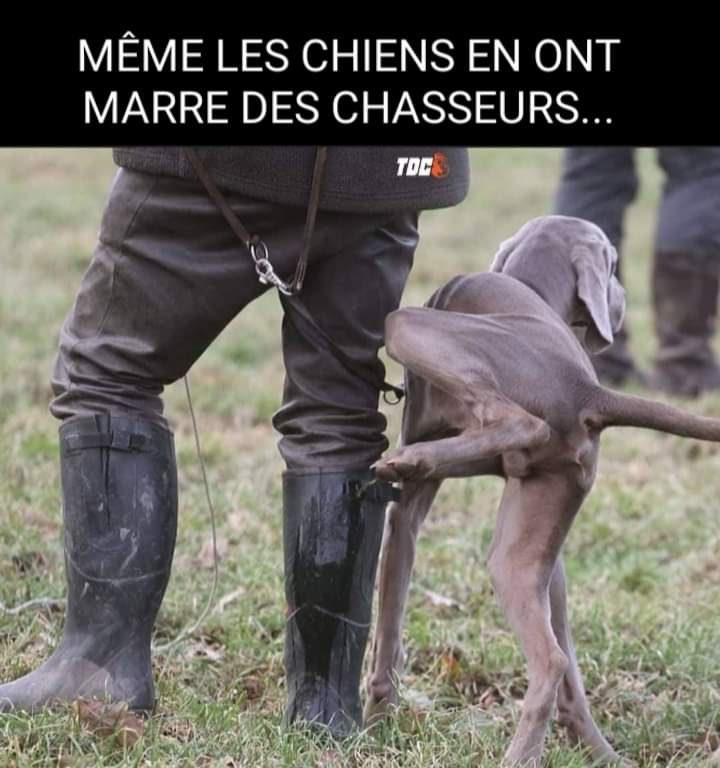 Adea Claude tweet media