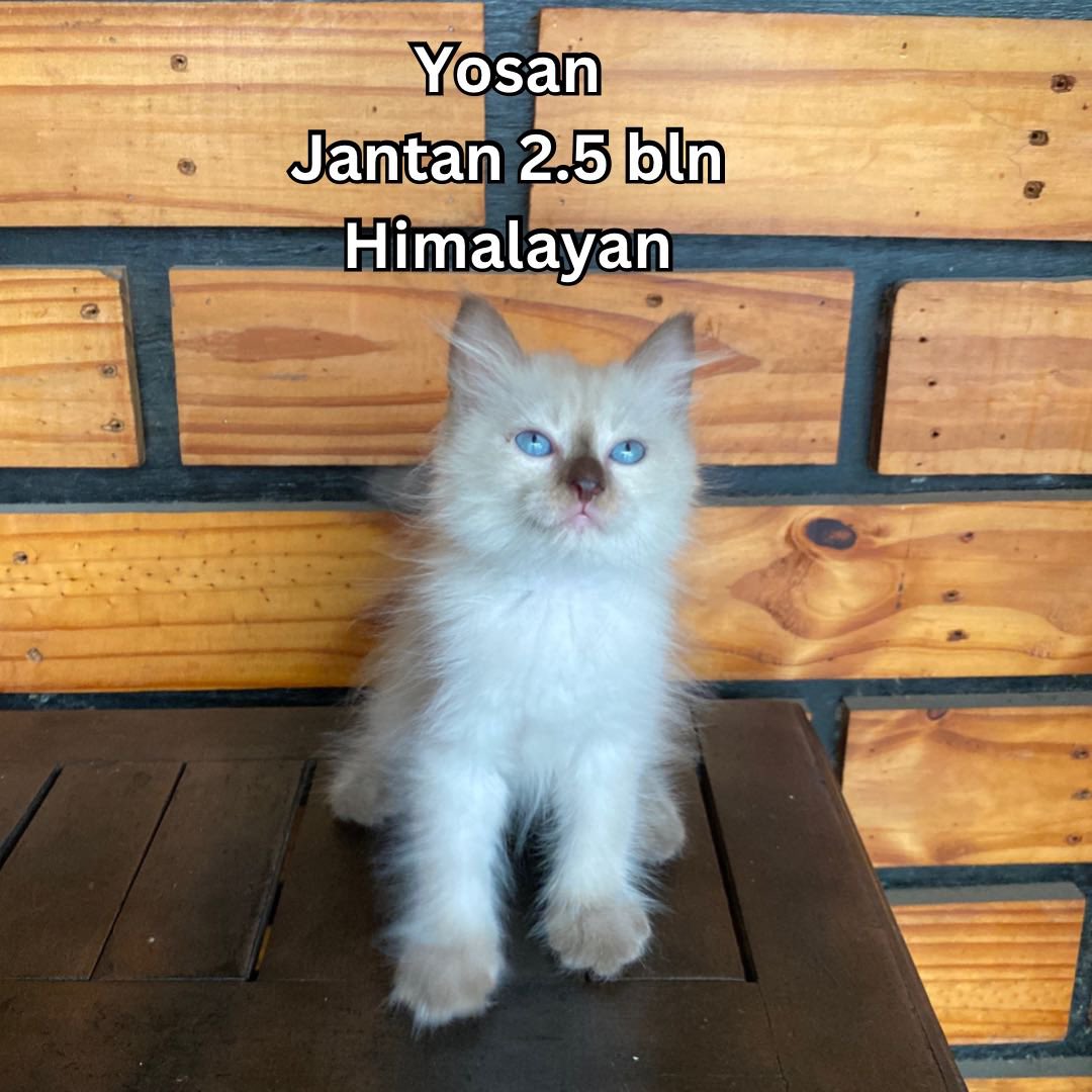 Zashika Ijes tweet media