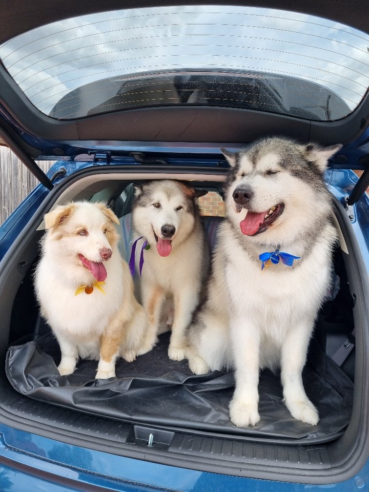 Nisha_1712's tweet photo. My heart is broken because today we said goodbye to my big little sister Flame. Mum and Dad are so sad and so am I. So me, Rogue and Fred will do our best to make them feel better. https://t.co/Xsx5XiaLYY