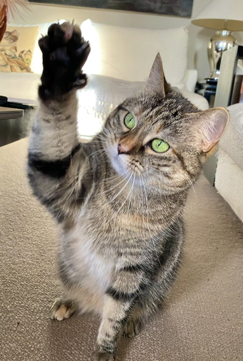 Actual footage of me when I was at Ms Petunia’s Academy for Young Ladies, putting my paw up like a good girl to politely ask if she could return my box of flies that I’d taken in as a snack &amp; she’d confiscated 😿