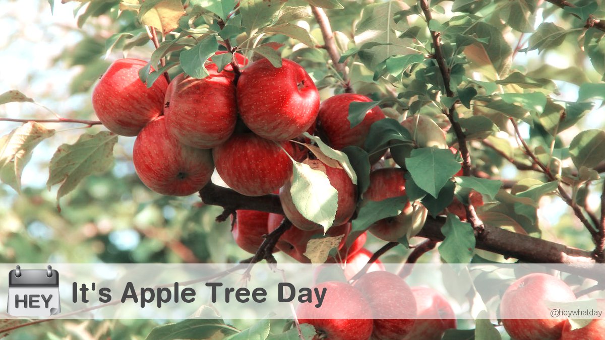 HeyWhatDay's tweet image. It's Apple Tree Day! 
#AppleTreeDay #NationalAppleTreeDay #Farm
