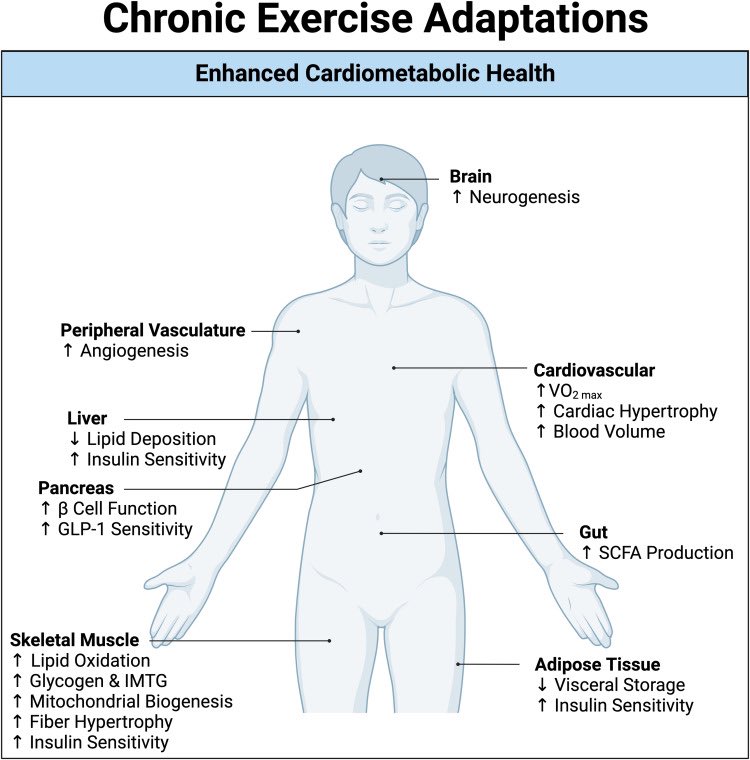 Omid_HopeUni's tweet image. Chronic exercise adaptations

▶️brain
▶️skeletal muscle 
▶️peripheral vasulature
▶️cardiovascular 
▶️adipose tissue 
▶️liver 
▶️pancreas 
▶️gut

#exercise #muscle #adaptation 

sciencedirect.com/science/articl…