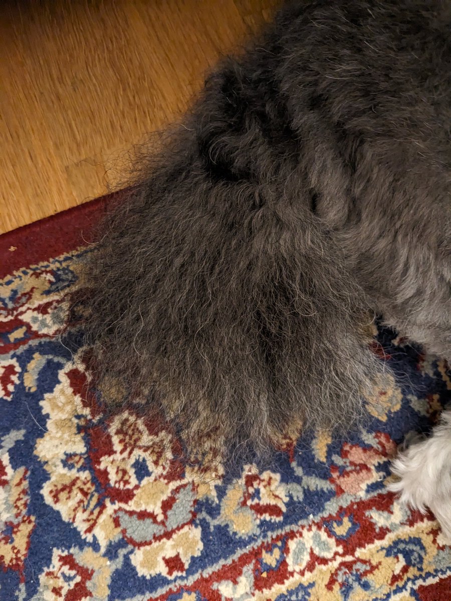 Einen Puschel an den Hintern frisiert bekommen. Mal wieder. 🤨 Wird MGM das nie zu doof?