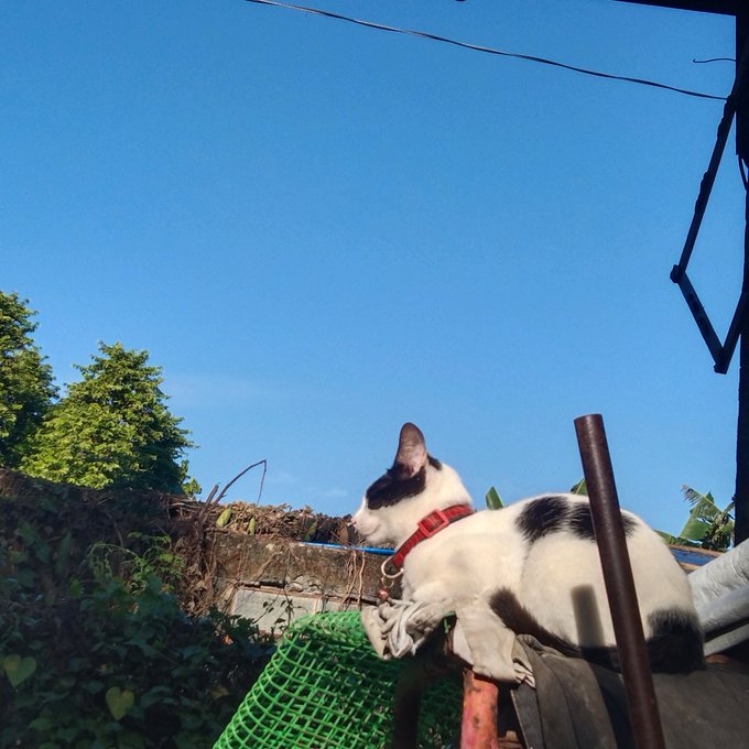 OxGiffardsol's tweet photo. Just got really bored and decided to take a photo on my cat. I mean look at that sky

#CatsOnTwitter https://t.co/yYkXbkub3C