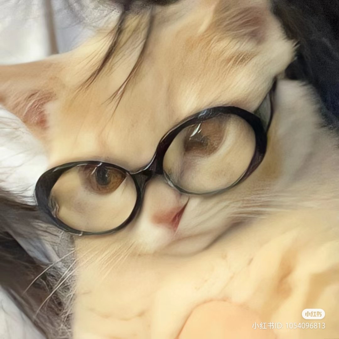 👓🐈

#新田真剣佑 ＃Mackenyu