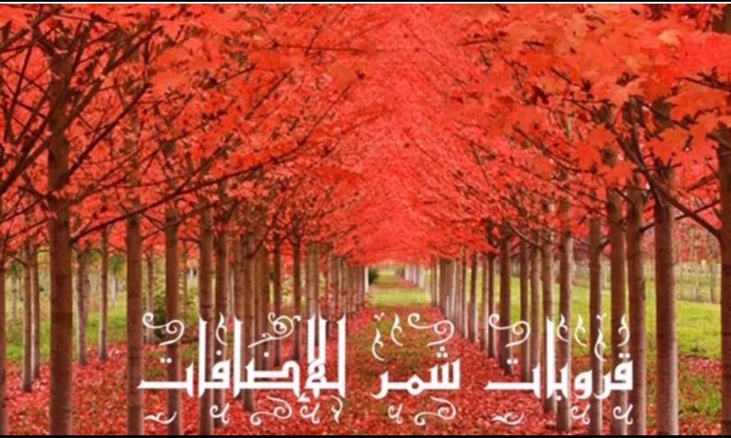 راكان tweet media