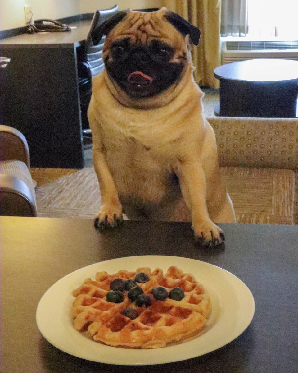 Saturday morning breakfast done right when traveling... especially for the four-legged family members! #IHG #PetFriendly #ExtendedStay #CandlewoodSuites