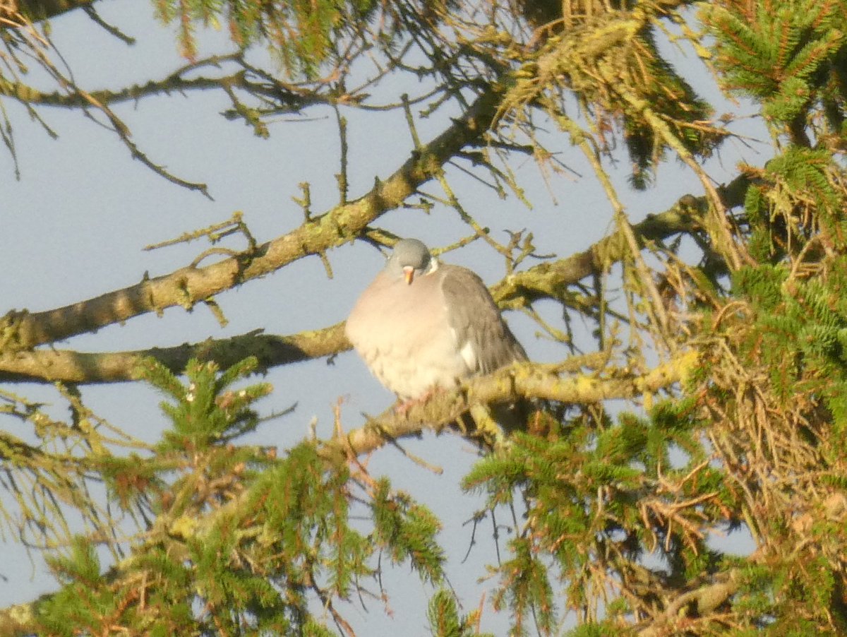 Enjoying the late afternoon sun.