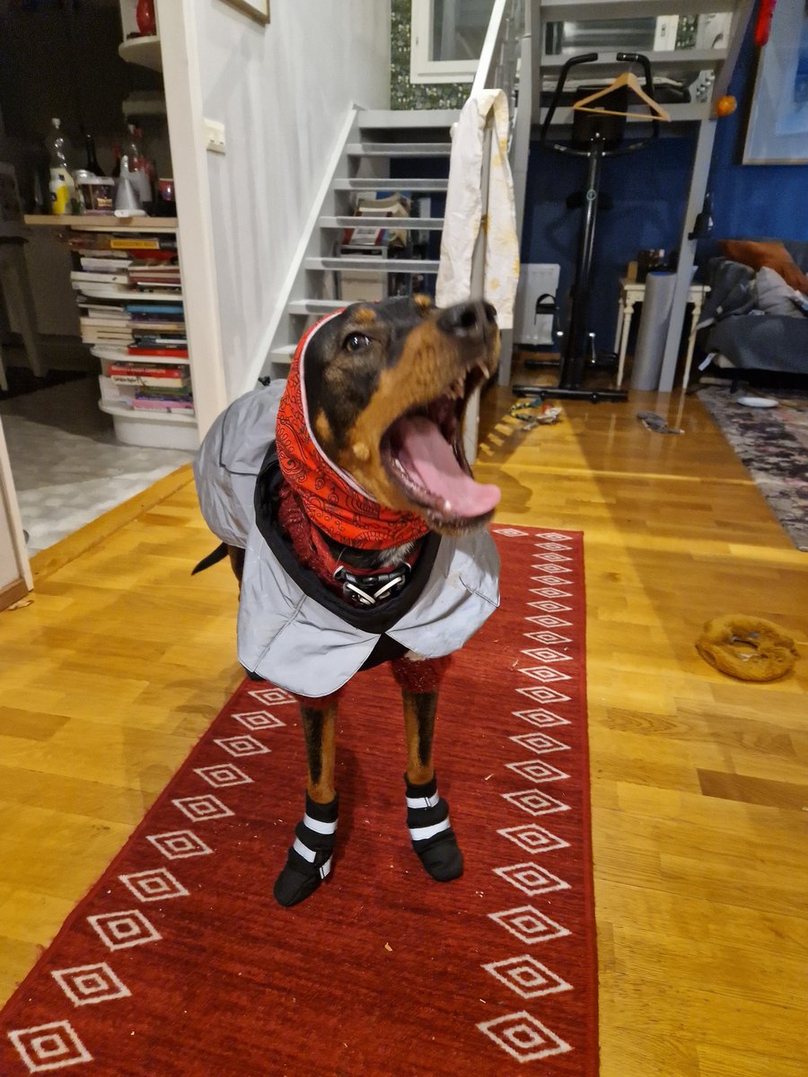 inkdropart's tweet image. I suspect Macha is planning a swift and terrible revenge for this humiliation. Considering she gets cold cramps in her paws in the current cold (-29), she will have to live with the getup. Happy thoughts, Macha, warmer weather is coming 
#finnishwinter #coldweatherdogs