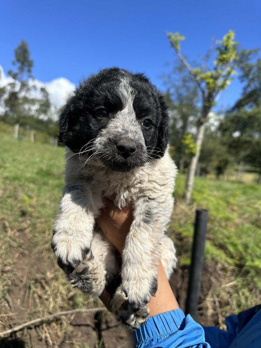 Asociacion de Protección Animal Mi Mejor Amigo tweet media