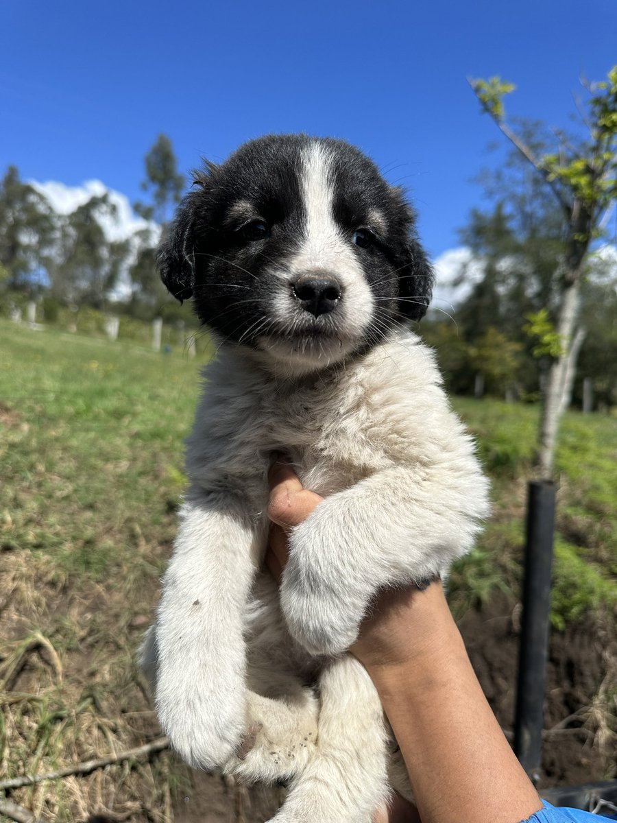 Asociacion de Protección Animal Mi Mejor Amigo tweet media