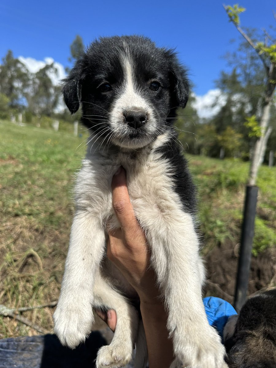 Buscamos lindos hogares 🥺🩷 somos 3 niñas, vacunadas, desparasitadas y seremos de tamaño grande y grandísimo corazón, danos una oportunidad de vida 🩷🩷 
📲 3118009018