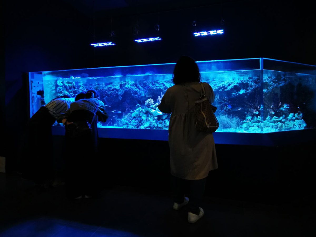 昨年、アクアパーク品川のチンアナゴ水槽もメタハラからSPECTRAに変更され、高い演色性で魚や水景が綺麗に撮影できるようになり人気を集めていますが、実はこうした「眩しくない」特徴も裏で大きく活躍しています。観覧客に眩しくない、観覧客や通路を無駄に照らさない、という恩恵がありますね✨