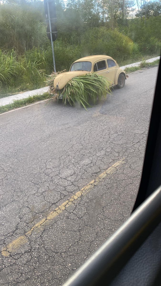 vi um fusca vegano hoje