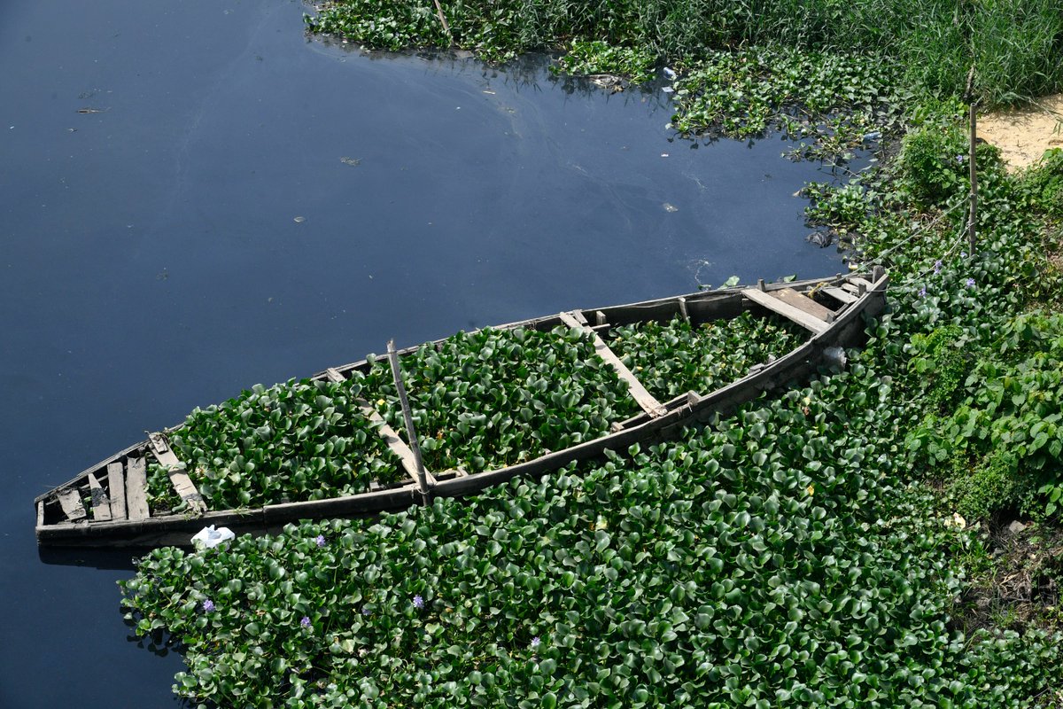 EkpeiPius's tweet photo. Fast growing invasive water hyacinths threaten waterways,  fishing jobs and food source in Nigeria's megacity of Lagos.
#photography #photojournalism #Documentary #environmental #Nature #lagos https://t.co/wqMXS0MNmj