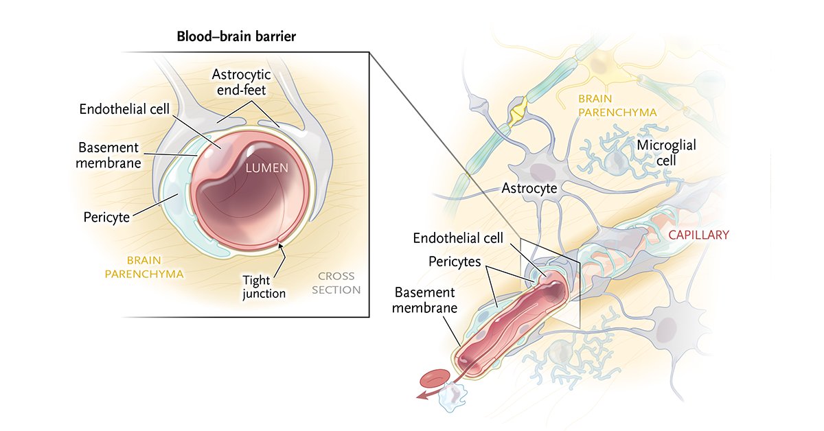 NEJM's tweet photo. Blood–brain barrier: A physical and biochemical boundary between the bloodstream and the parenchyma of the central nervous system (CNS). https://t.co/5aVgHHfURi https://t.co/OJoNNSR53K