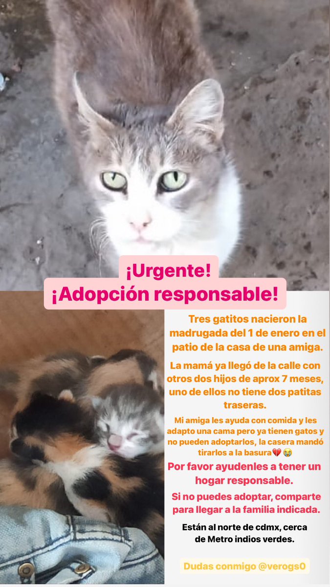 Verogs0's tweet photo. Heeeelp! Ayúdenme a encontrarle una familia responsable a estor gatitos por favoooor.
Están en malas condiciones y los quieren “tirar a la basura”, están cerca de Metro indios verdes.
@MascotasSismo @segoviasan @DefensaAnimal @RescateAnimal @GatitosCdmx @gatospingos https://t.co/7zIGyao1bq