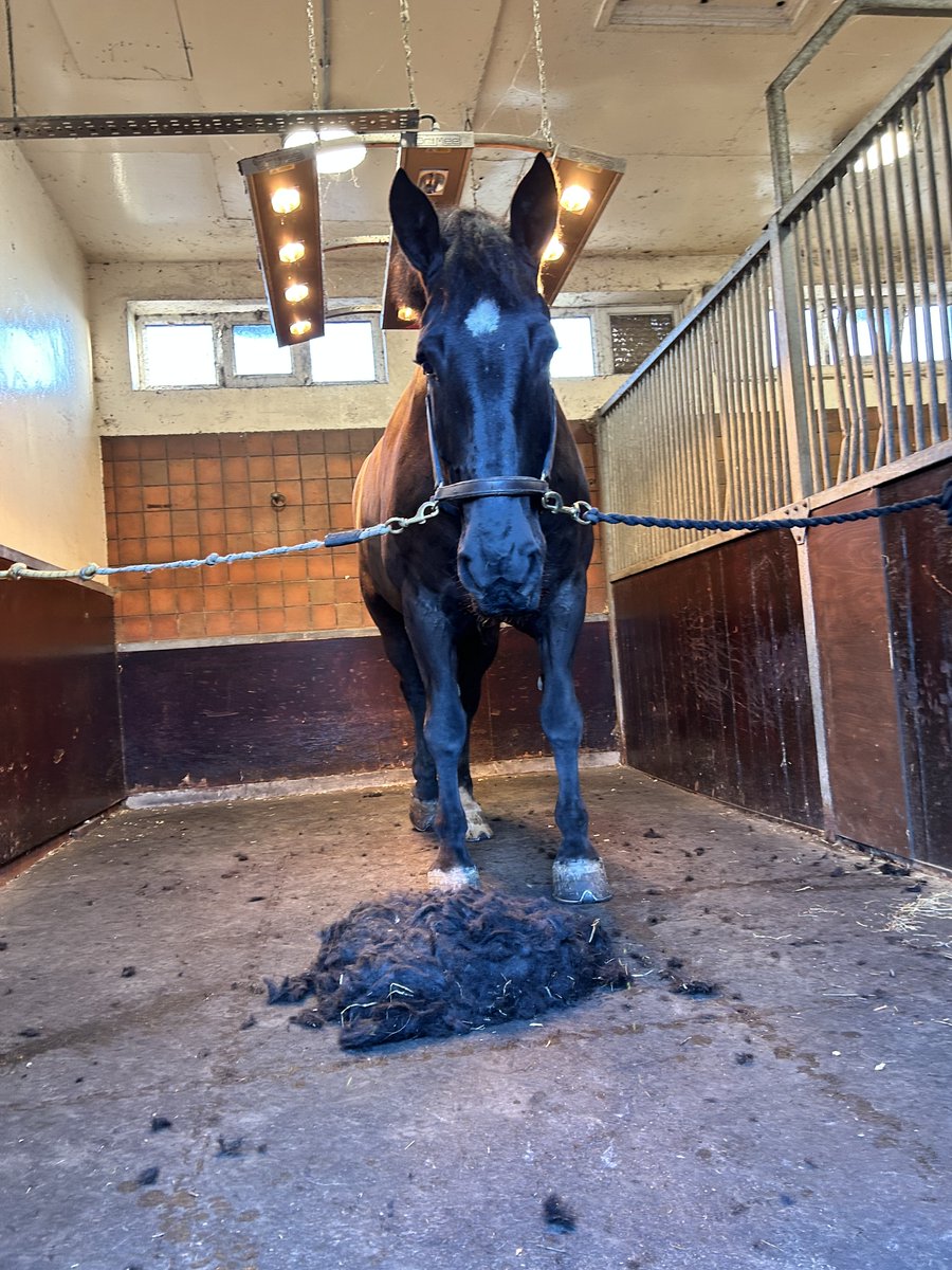 MerPolMounted's tweet photo. Owen - Half Percheron Half Woolly Mammoth!
I love clipping but that was tough, he’s very proud of how much coat he has grown in just a few weeks.
#StandTall #PHOwen #ClippingSeason #GroomLife #WeHaveTheBestGrooms https://t.co/xdcAG5KiZj