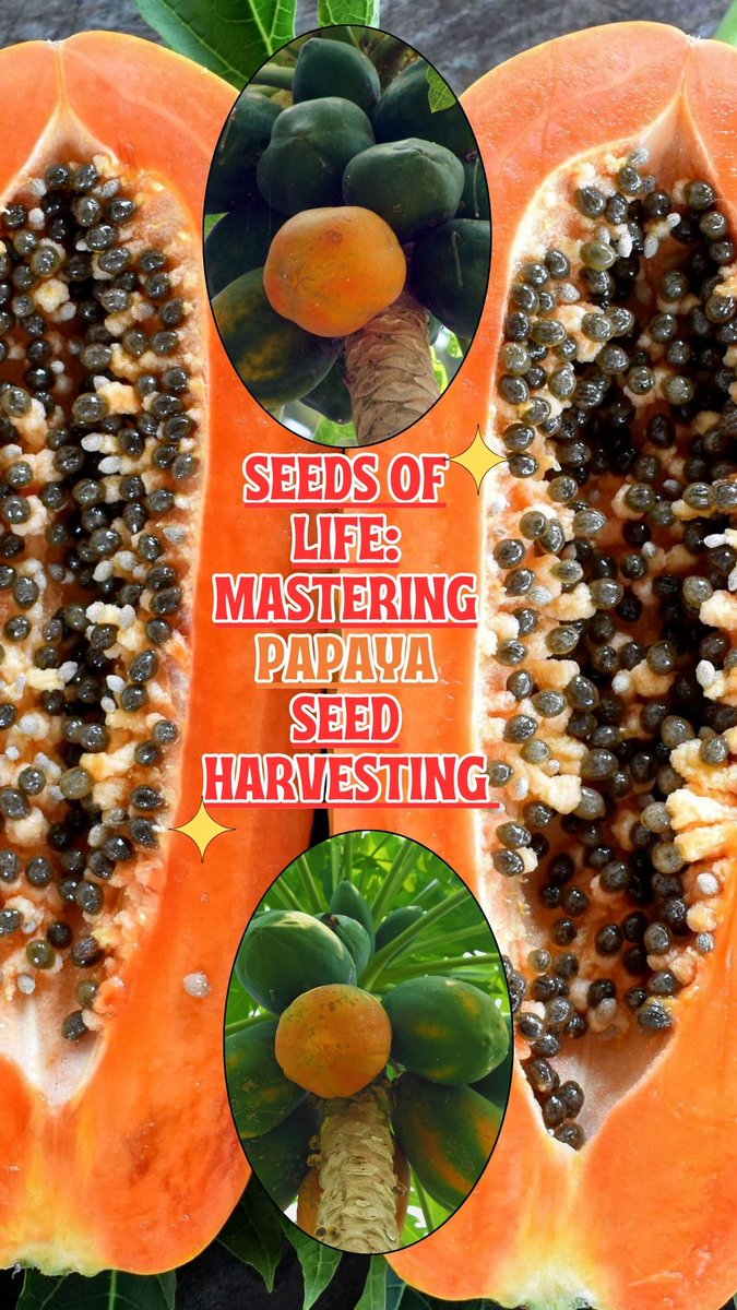 GrowfoodLovers's tweet photo. Dive into the art of harvesting papaya seeds with our step-by-step guide! Embark on a journey into the art of harvesting papaya seeds with our comprehensive step-by-step guide!
Watch Video: https://t.co/zYkfVqR0Cc
#papaya #papayaseeds #collectingseeds #howto #videos #VideoGuide https://t.co/GMB1Dojm93
