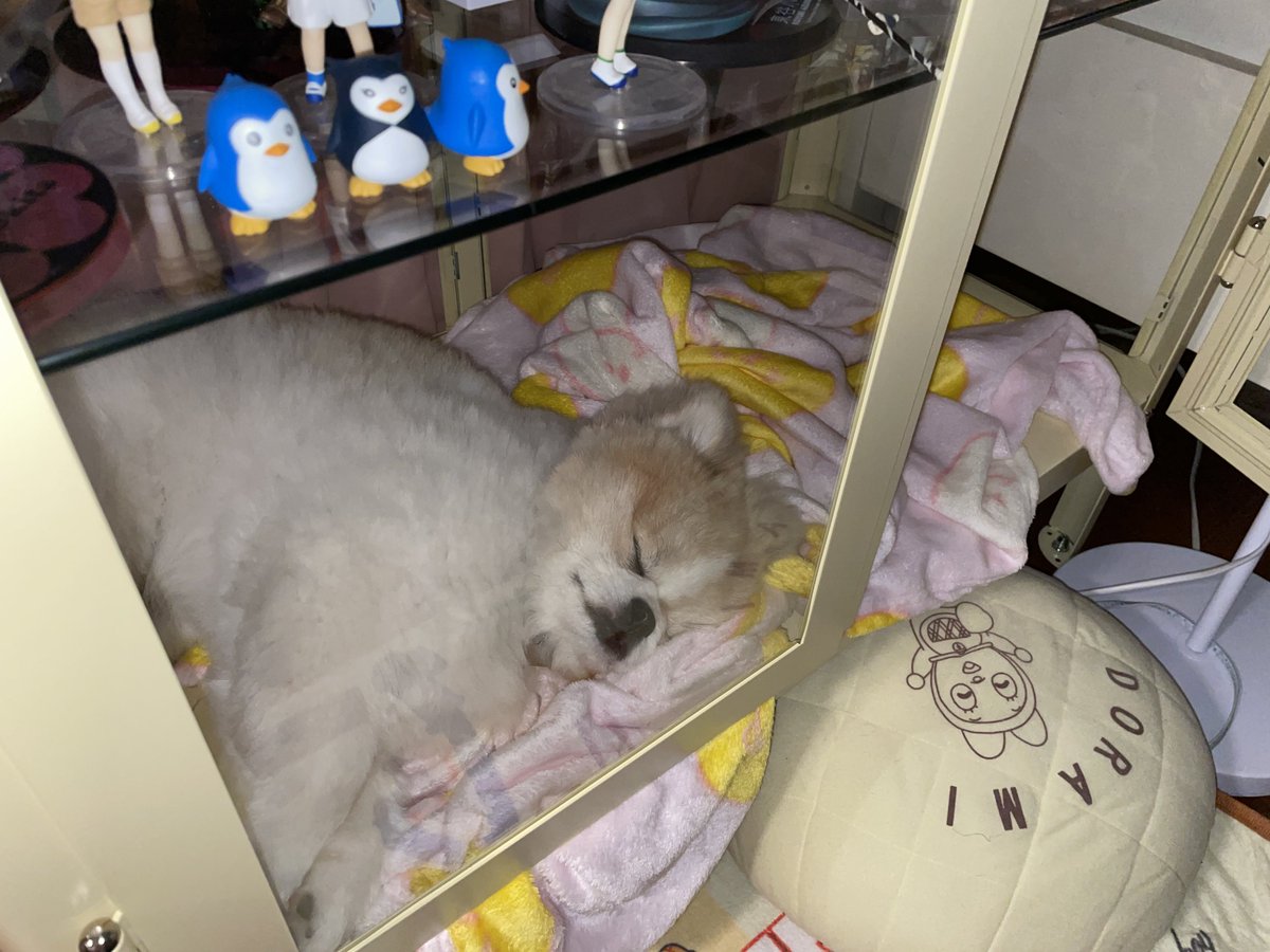 S2hodola's tweet photo. 장식장안에서 자는걸 좋아함 https://t.co/urL67gCtJP