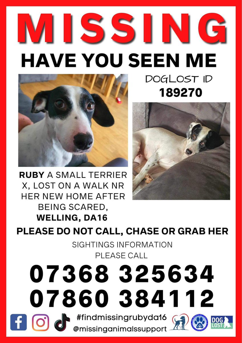The Missing Paw Team Uk (@missingpaw) on Twitter photo Missing From #Welling DA16
Last sighted 04/01/24 at approx 8.45pm near Toby Carvery, DA6 heading towards Brampton Road.Please report sightings to owners below on 07368325634.Owners are desperate for news.<a href="/MPSWelling/">Welling , Blackfen & Blendon Policing Teams</a> <a href="/DiscoverWelling/">Discover Welling</a> <a href="/wellingfc_live/">Welling United Live</a> Missing From #Welling DA16
Last sighted 04/01/24 at approx 8.45pm near Toby Carvery, DA6 heading towards Brampton Road.Please report sightings to owners below on 07368325634.Owners are desperate for news.<a href="/MPSWelling/">Welling , Blackfen & Blendon Policing Teams</a> <a href="/DiscoverWelling/">Discover Welling</a> <a href="/wellingfc_live/">Welling United Live</a>