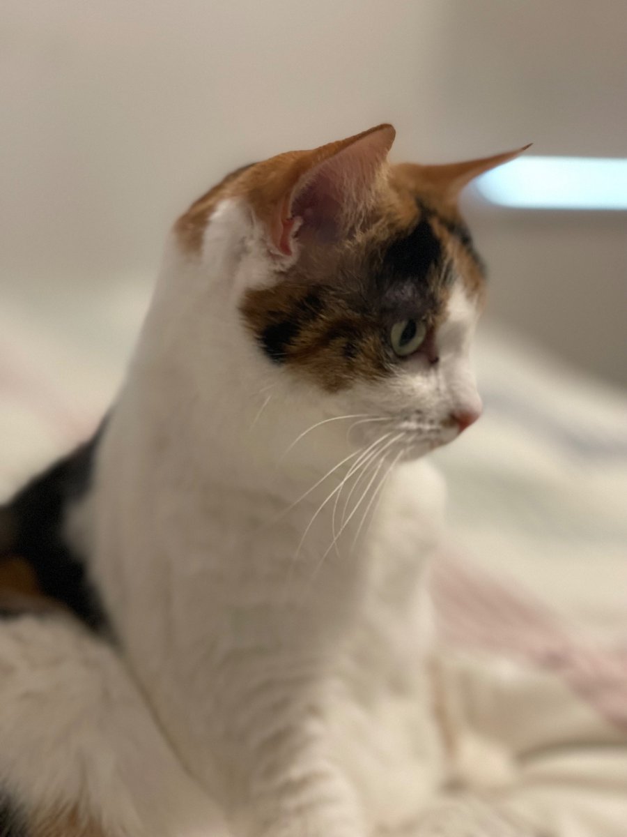 PebblesAndSeth's tweet photo. She's come out of her shell &amp; there is little trace of her former scared and timid self #CatsOfX #CatsOnX #CatsOfTwittter #CatsOnTwitter https://t.co/3carz5Hrwh