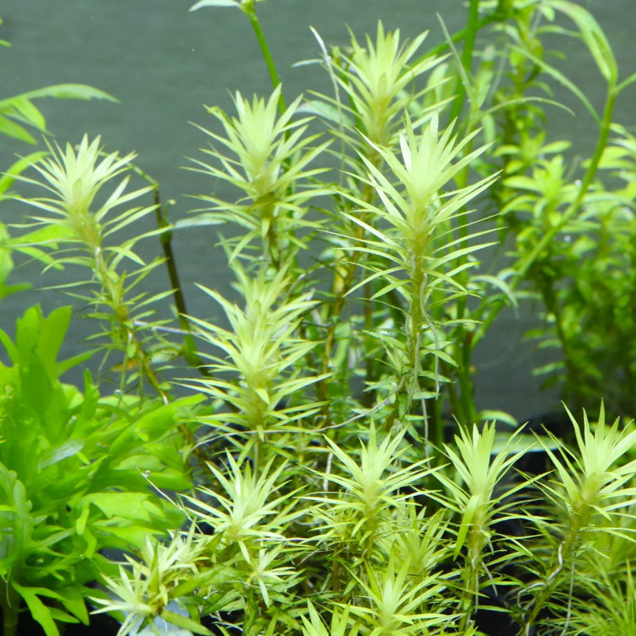 waterplantslov1's tweet photo. ペドラスターで入手したけど、ペドラスターとはぜんぜん違くてオンダスⅡにそっくりな謎のシンゴナンサスもセール特価で販売中です
南米有茎好きとかホシクサ好き以外の方も
ぜひこ���機会に
#waterplantslover #水草 #ボトルアクアリウム #ビオトープ #水草図鑑 #みんなの水草 https://t.co/nmoLFsMKaC