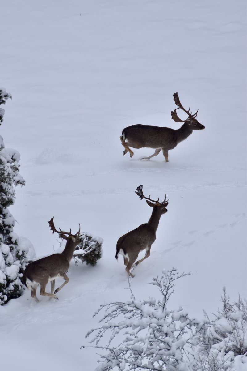 rodrirrodri's tweet photo. ¡Hemos tenido un poquito de suerte hoy! 🦌🦌🌲🌲❄️❄️ https://t.co/O07xcV5Xkn
