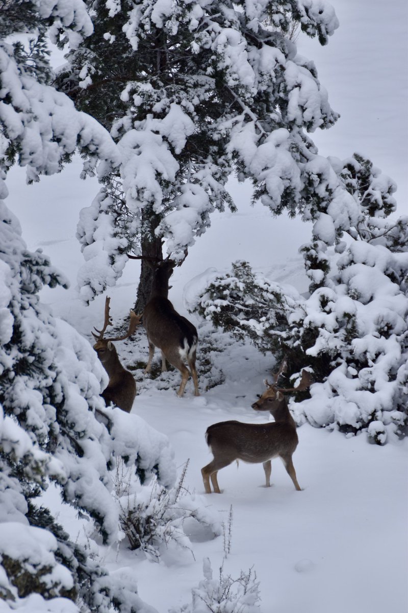 rodrirrodri's tweet photo. ¡Hemos tenido un poquito de suerte hoy! 🦌🦌🌲🌲❄️❄️ https://t.co/O07xcV5Xkn