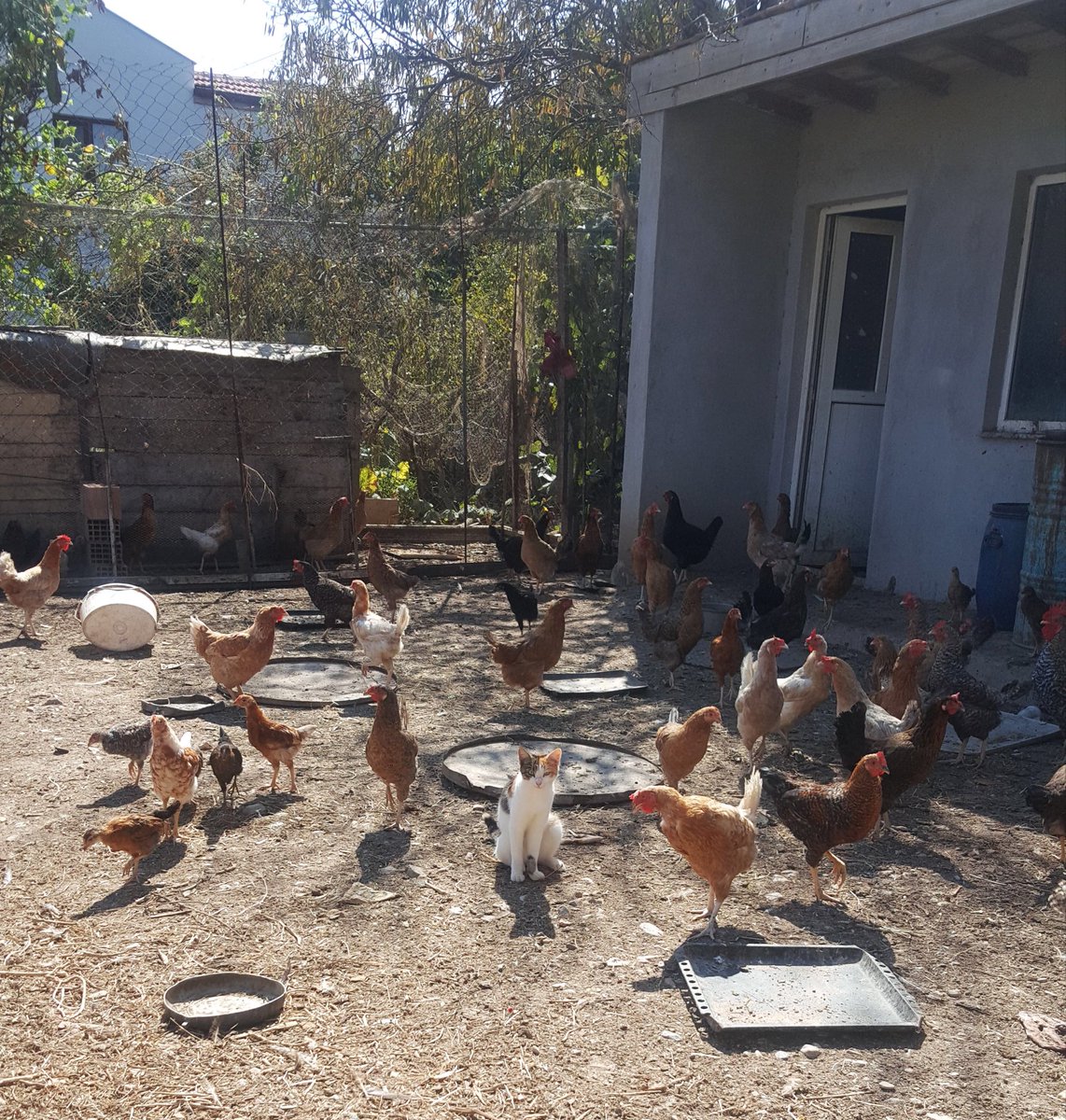 Cem_Oezhatay's tweet photo. #chicksbelike #sendenakıllı #tekkedi #tavuk #vanta #flooding https://t.co/iROo4ltQGG