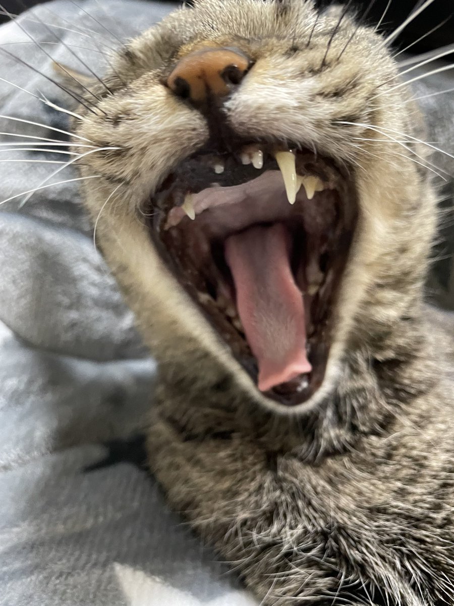 abishama1's tweet photo. 歯が….

#cat #ねこ #猫好きさんと繋がりたい #猫好き #猫写真 #AnimalLover #cats #猫がいる生活 #動物好きな人と繋がりたい https://t.co/l6zyAmmjHj