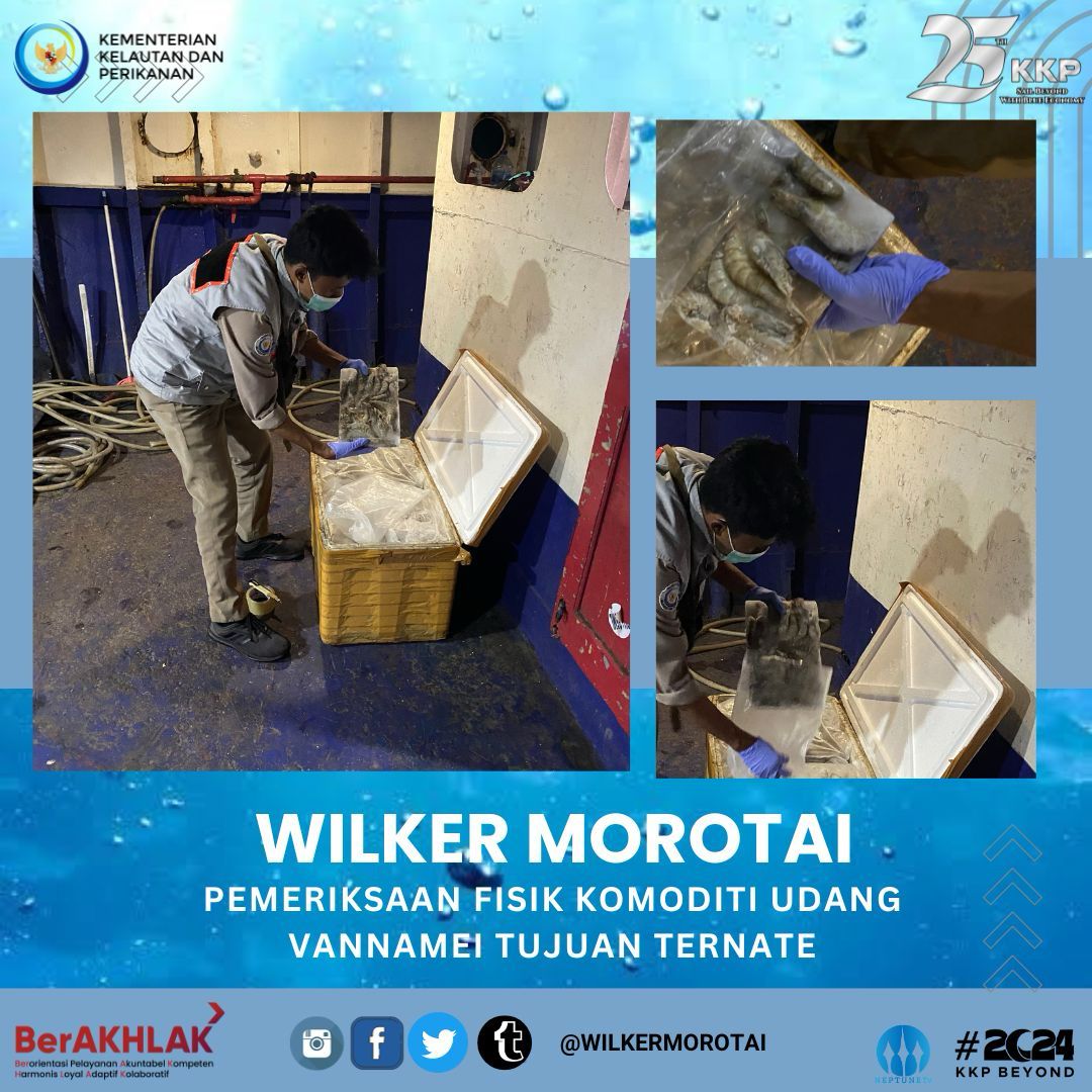 WilkerMorotai's tweet photo. Hai #SahabatBahari 06 Januari 2024 Petugas Karantina Wilker Perbatasan Pulau Morotai melakukan pemeriksaan fisik komoditi Udang Vannamei Tujuan Ternate
#KKPAccelerate #EkonomiBiru #KKPGOID https://t.co/sfKL4mSryd