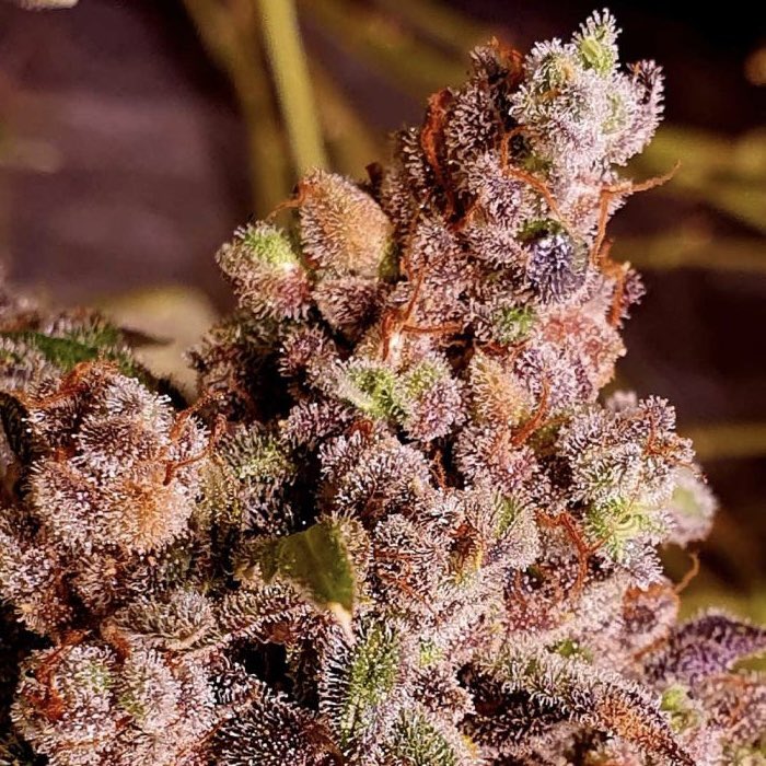 Dive into the exquisite world of Red Hot Junky by Holy Smoke Seeds!

A blend of complex orange candy notes with a hefty gas punch, creating a sweetly woven concoction. 🍊💨 

Unleash creative, energetic, and powerful effects with this strain - a true pleasure to enjoy! ✨ 

Revel