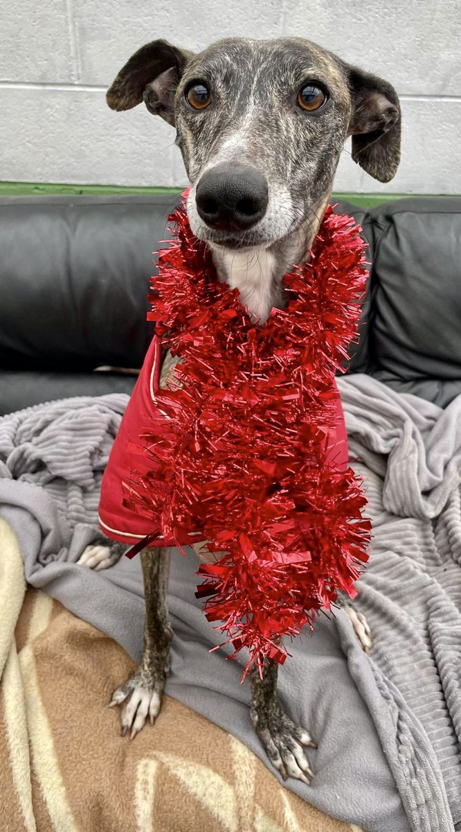 Sky is looking for a home, can you help? 

Find out about Sky 👉 rats-animalrescue.co.uk/dogs/sky

Please contact the Dog Team with any queries 👉  dogteam@rats-animalrescue.co.uk

#AnimalRescue #RescueDog #AdoptDontShop #DogAdoption #DogFoster