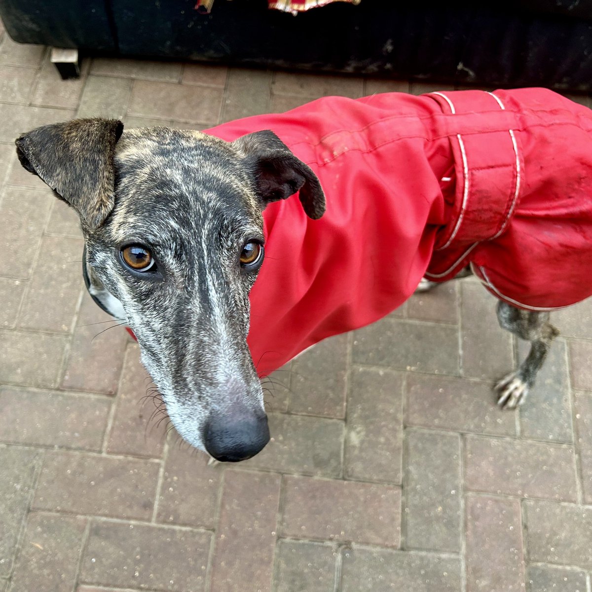 Rehoming Animals Telephone Service tweet media