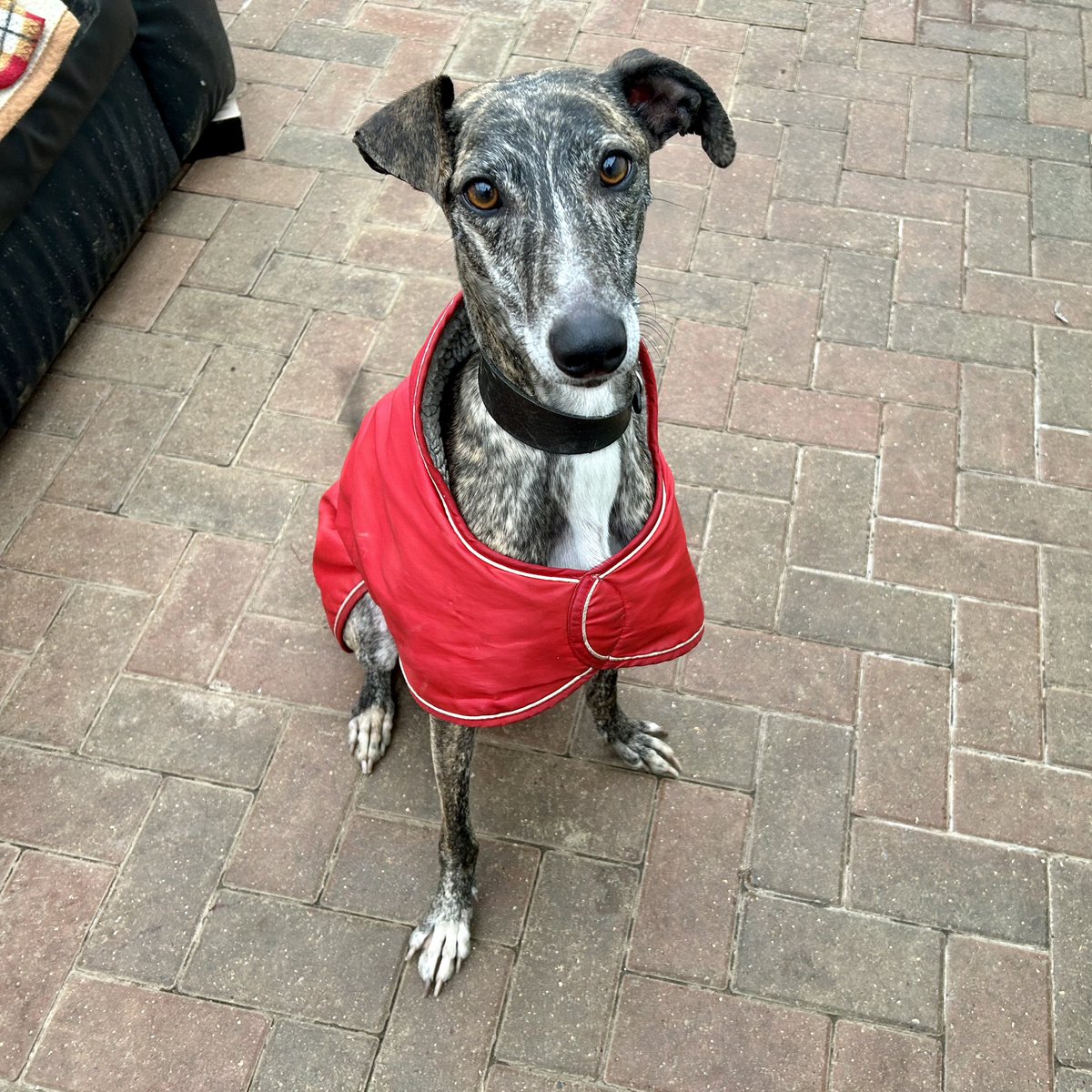 Rehoming Animals Telephone Service tweet media