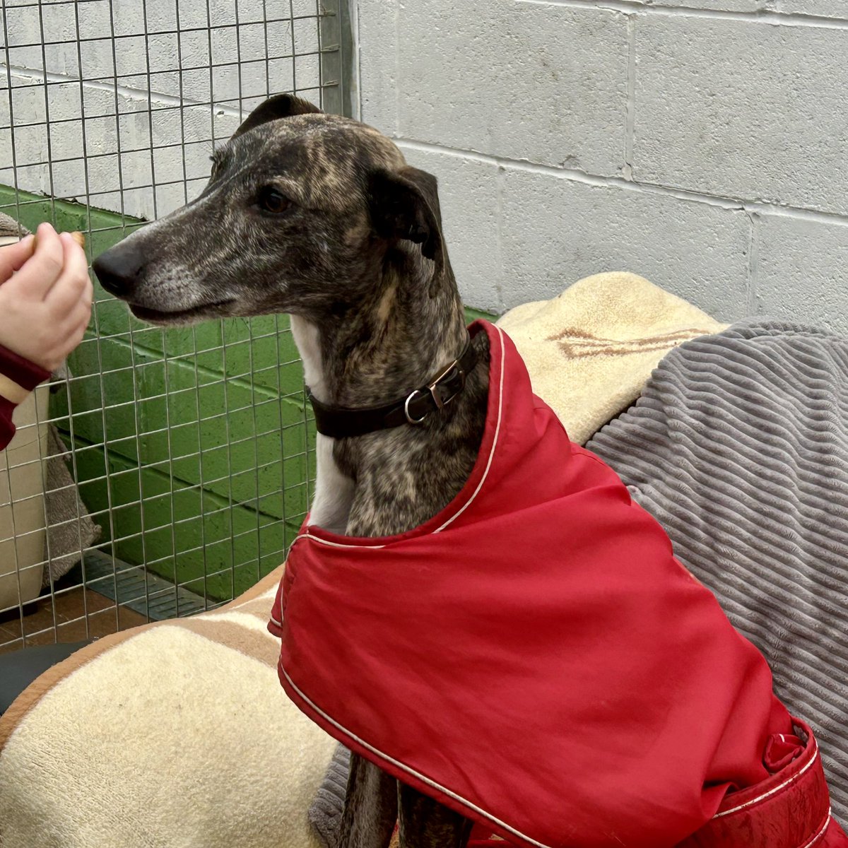 Rehoming Animals Telephone Service tweet media