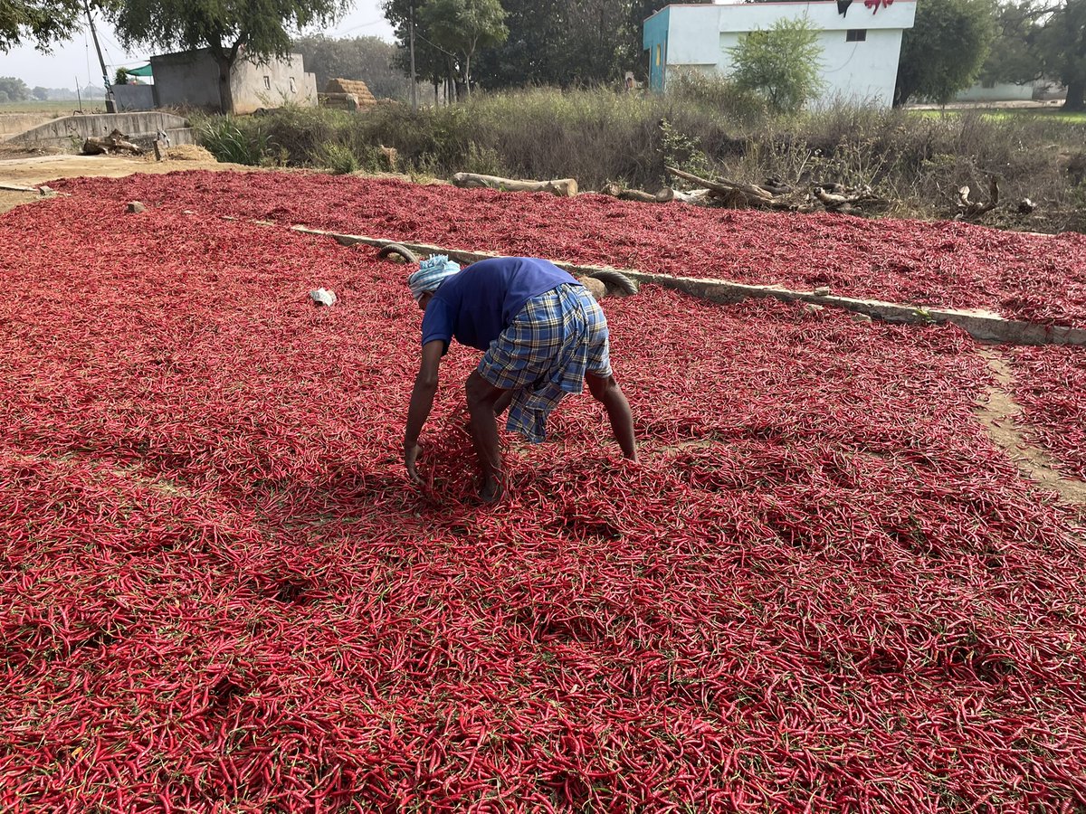 msahoo626's tweet photo. Machhamara Village's Teja chillies sell at 23,000 INR per quintal, yielding 18-20 quintals per acre dried. Beyond profit, it's Warangal's red chilli revolution inspiring community development through sustainable agriculture. #WarangalChilliSuccess #agriculture https://t.co/Ljxfi1S41m