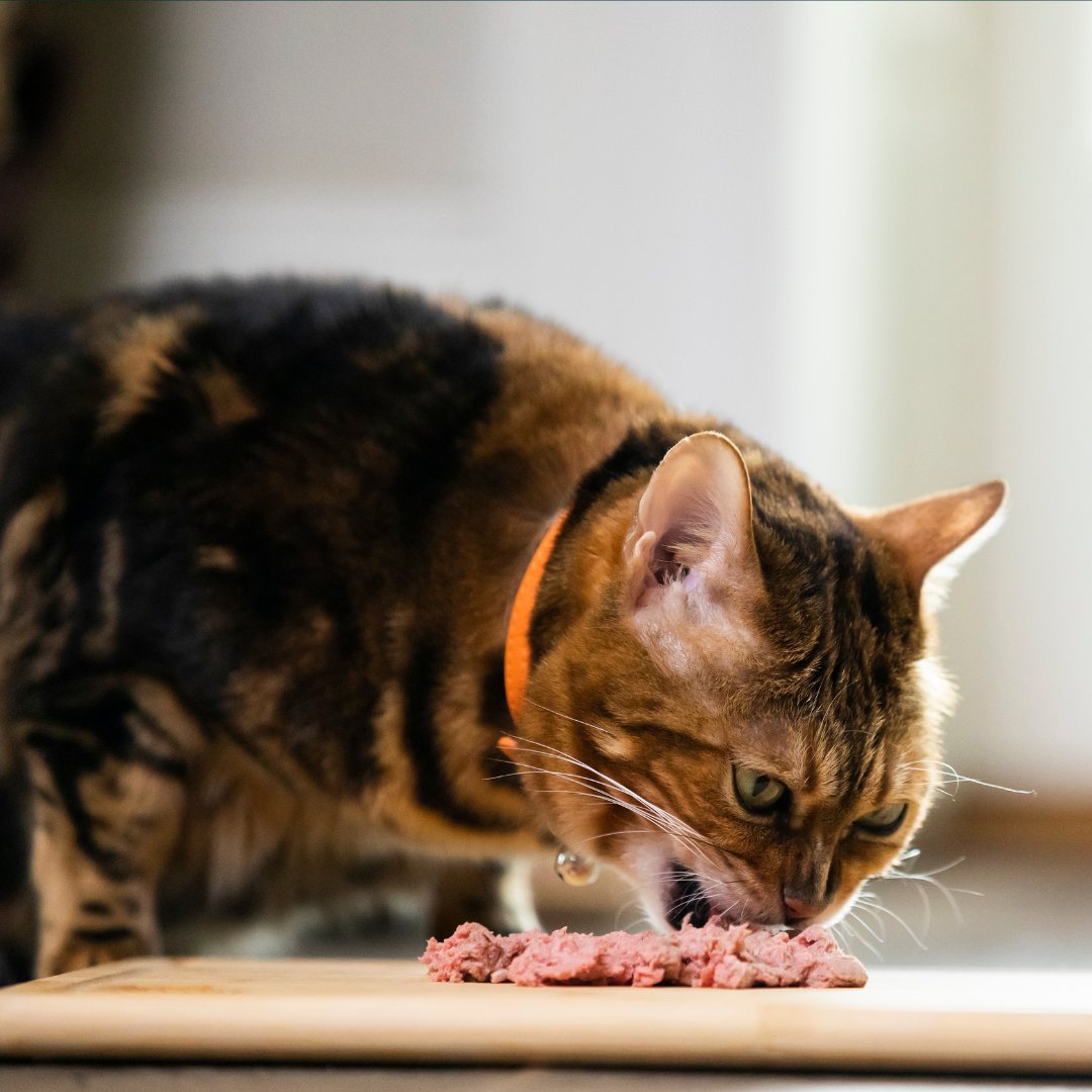 Does New Year get you thinking about your nutrition?

What about your pets? 🐱

It’s always a great time to switch to raw - and gift your pet the healthy, natural diet they were born to eat 🥩

#PoweredByBellaAndDuke #BARFDiet #RAWSAFE